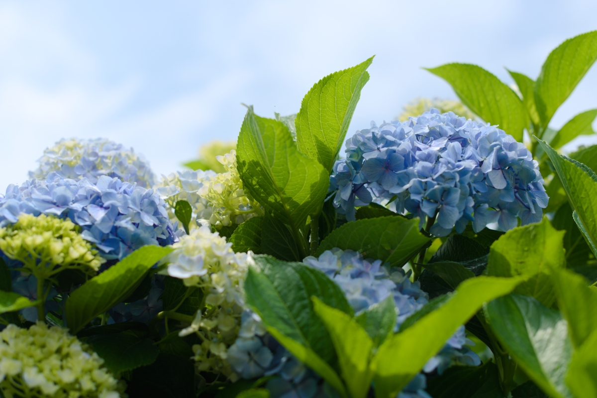 紫陽花の季節